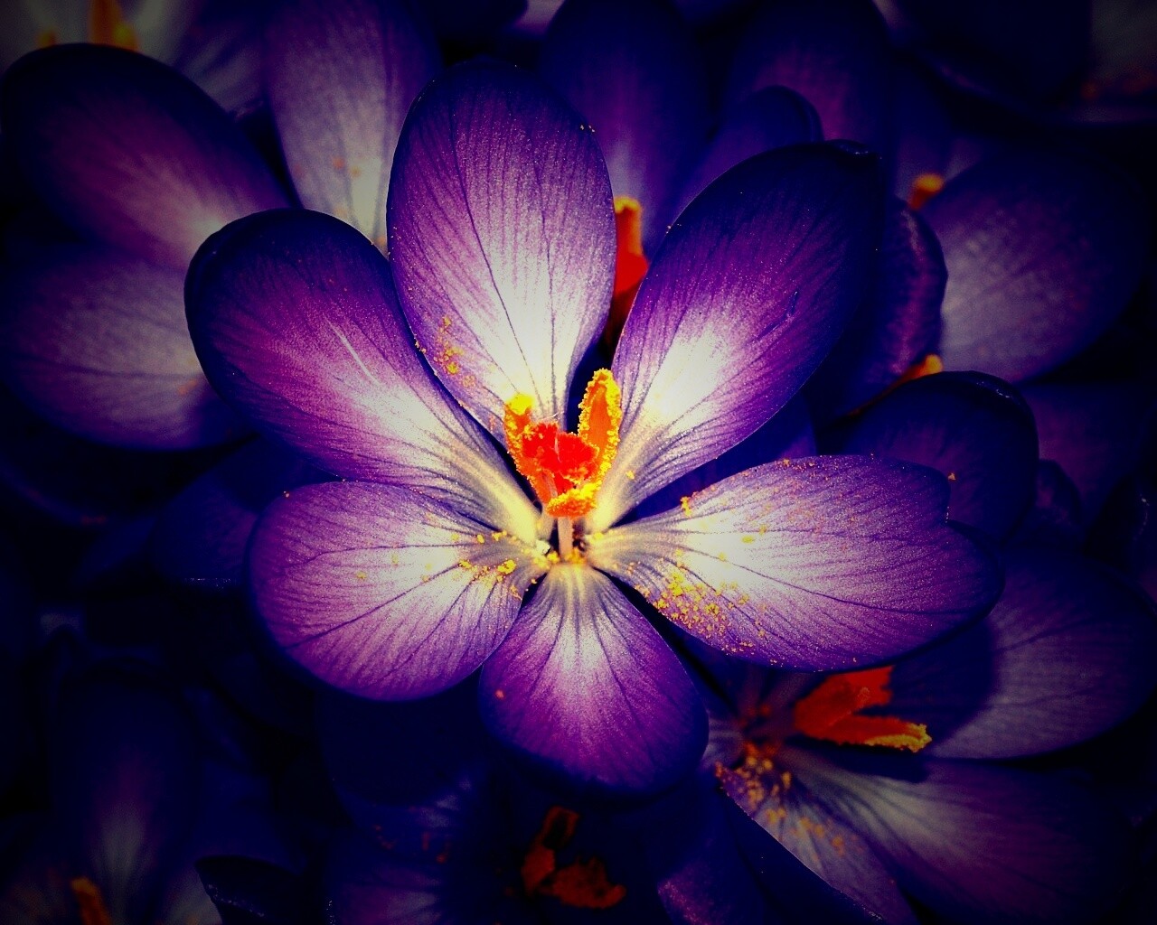 Сиреневый цветок обои