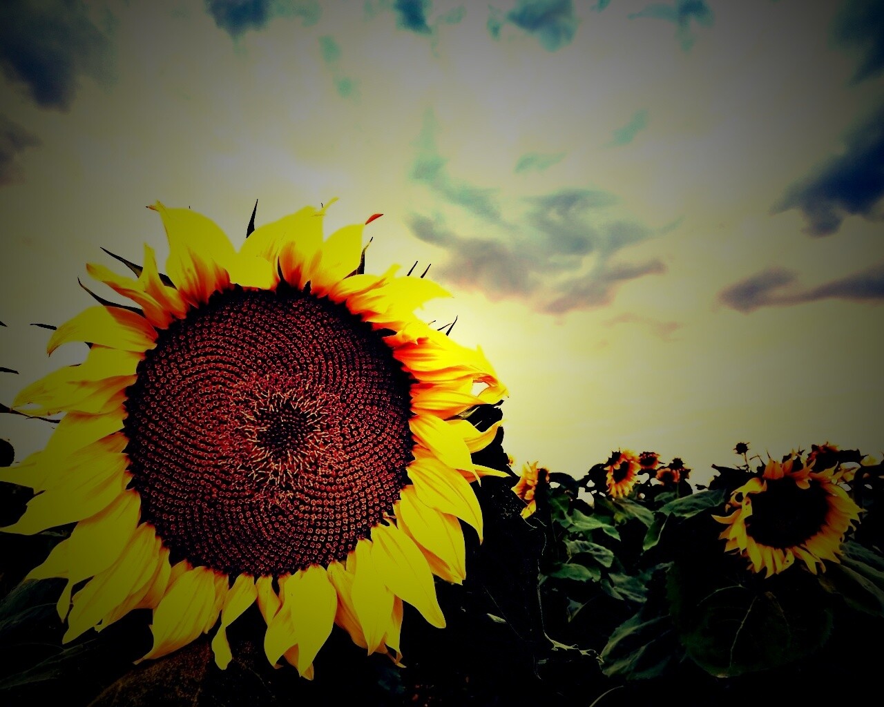 Подсолнухи обои