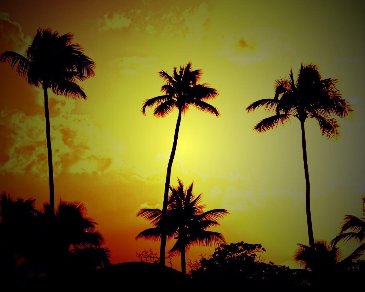 Пальмы на закате обои