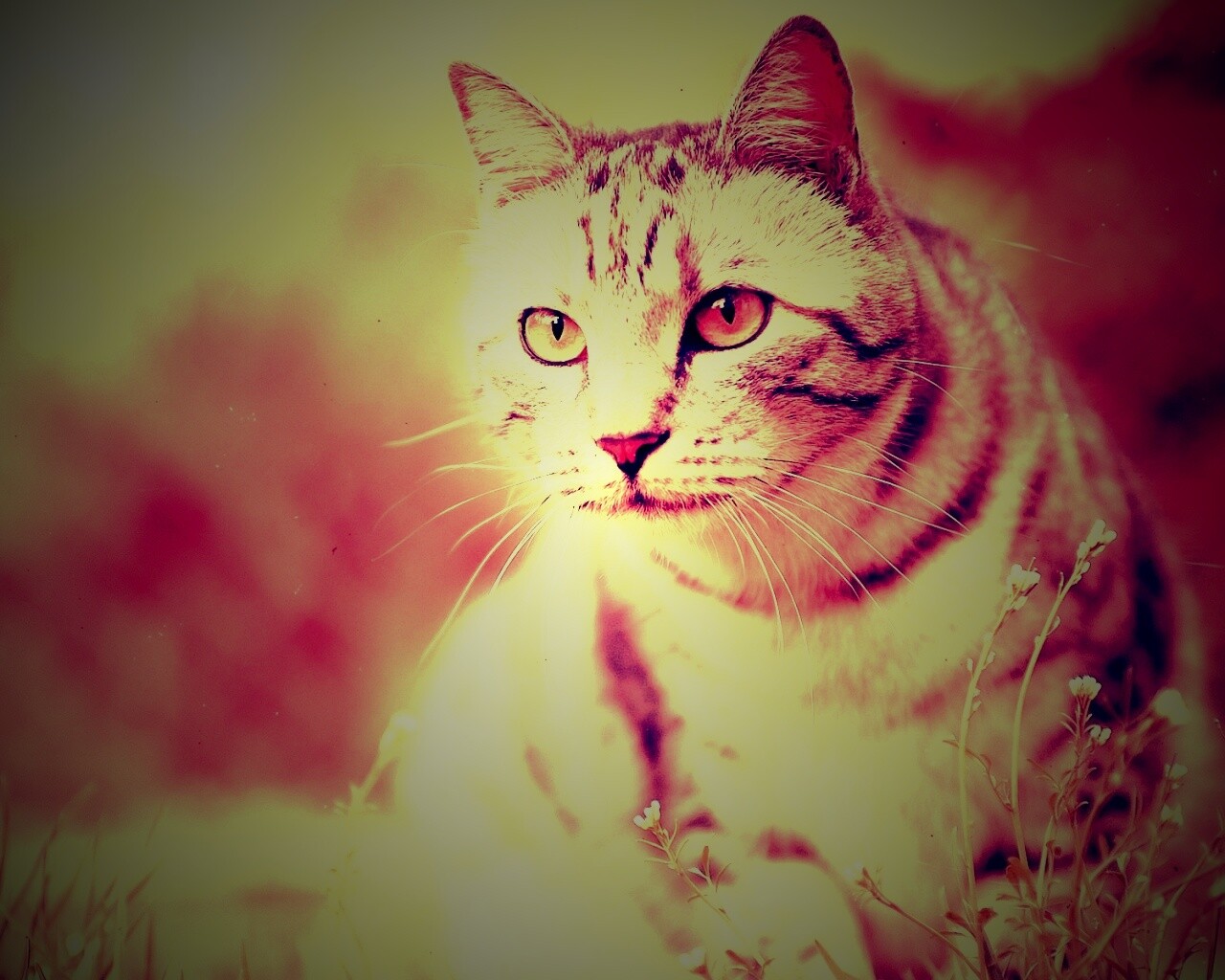 Кот в теплых тонах обои