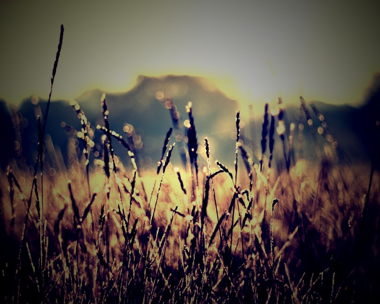 Поле пшеницы обои