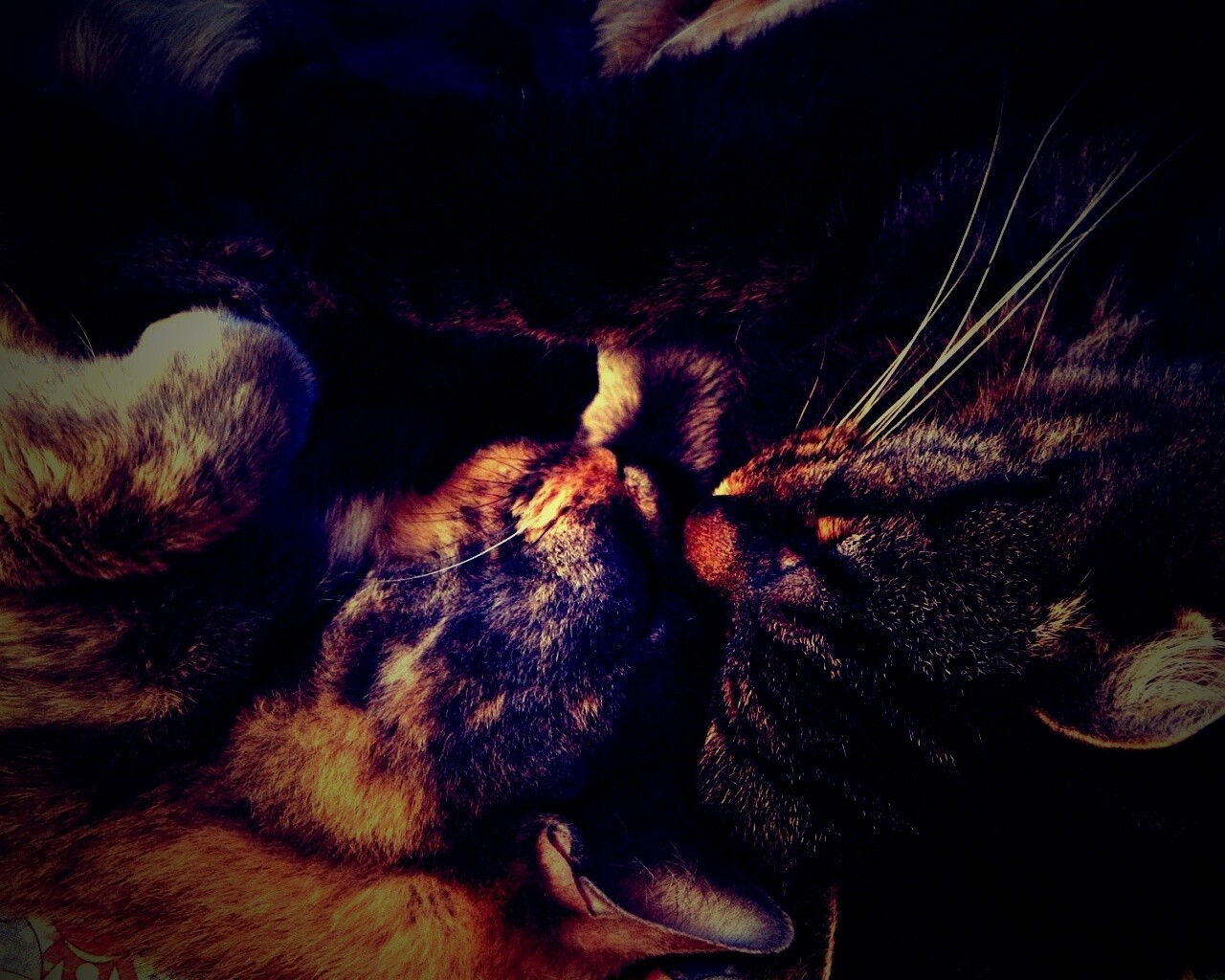 Сладкая парочка обои