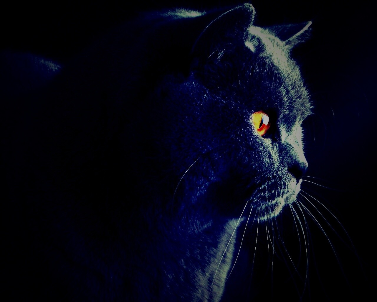 Плюшик  обои