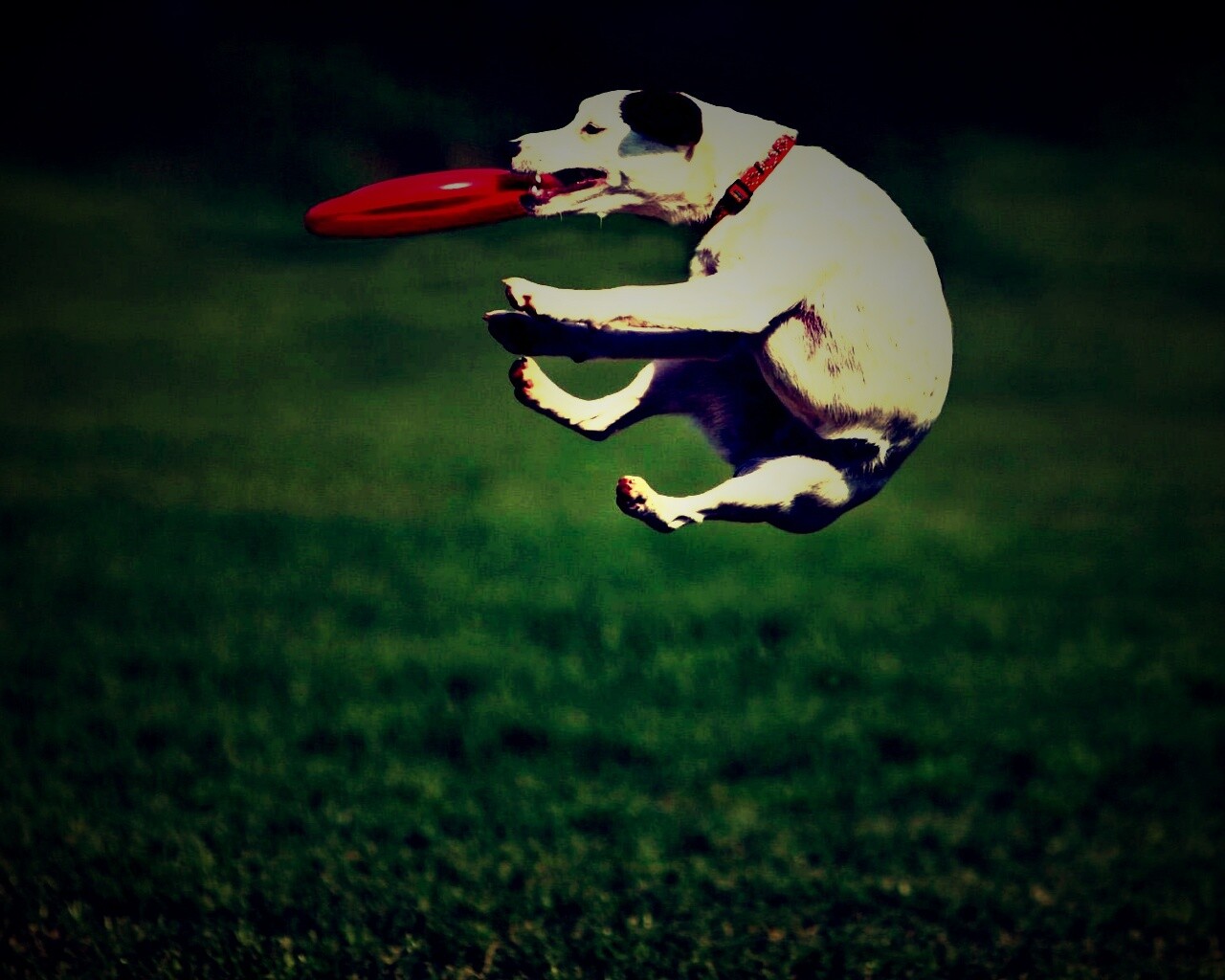 Ловкач обои