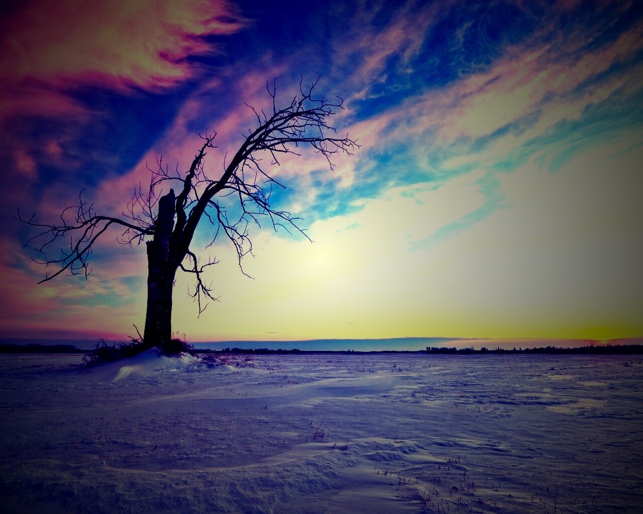 Сломанное дерево в снежной тундре обои