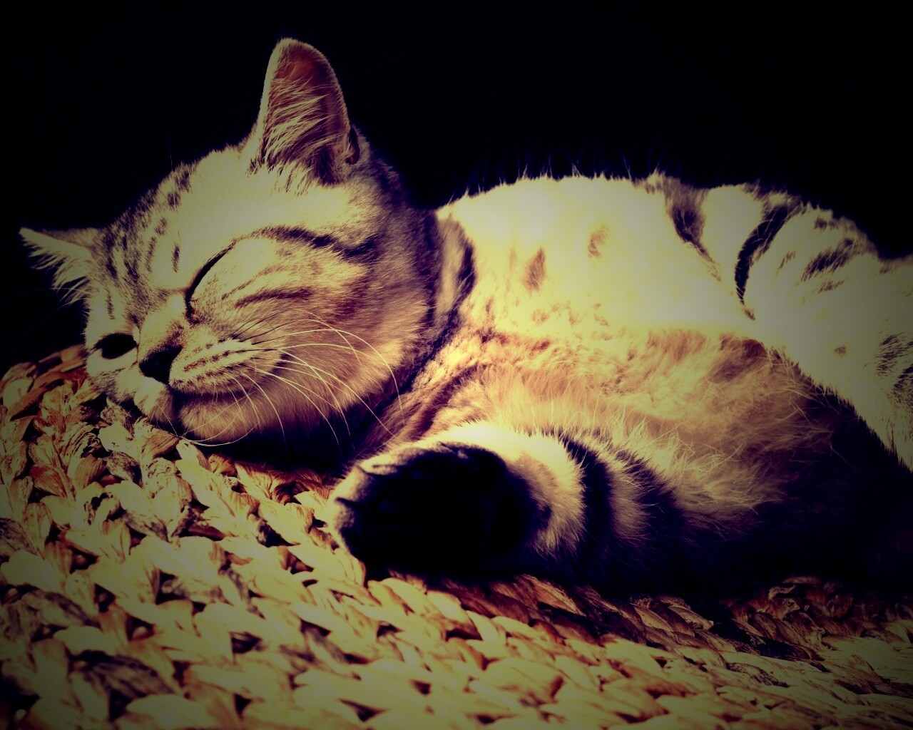 Пушистый кот спит на корзине обои