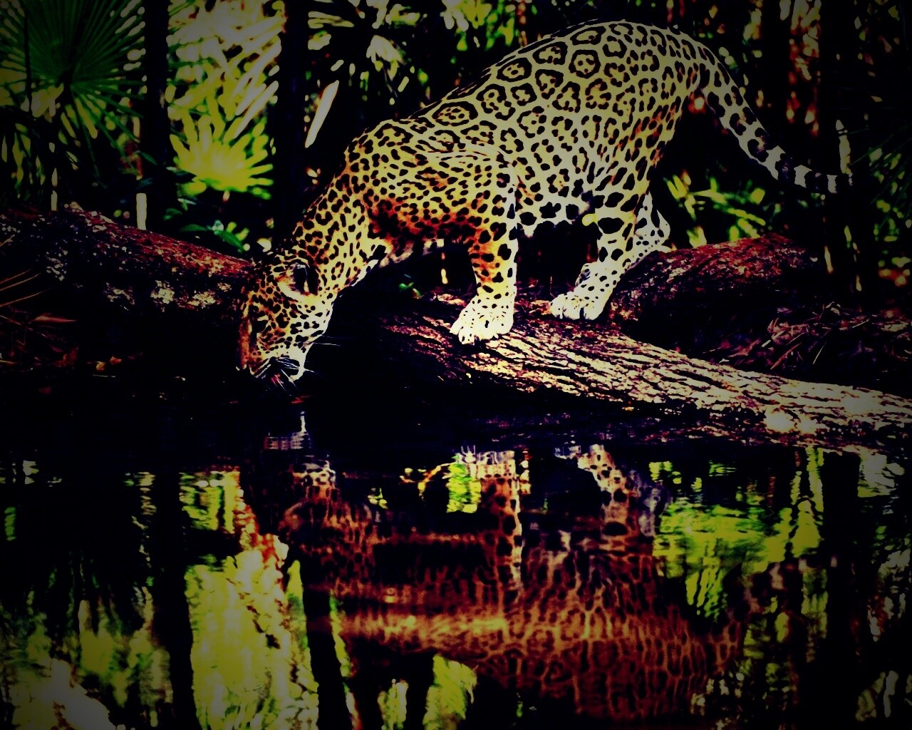 Ягуар обои