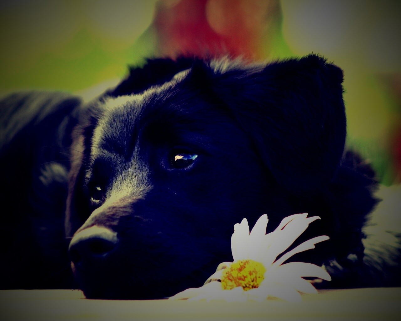 Собака с ромашкой обои