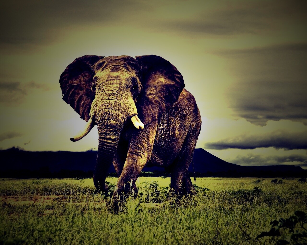 Слон на прогулке обои
