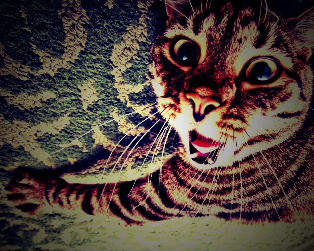 Спалившийся на ковре кошак обои