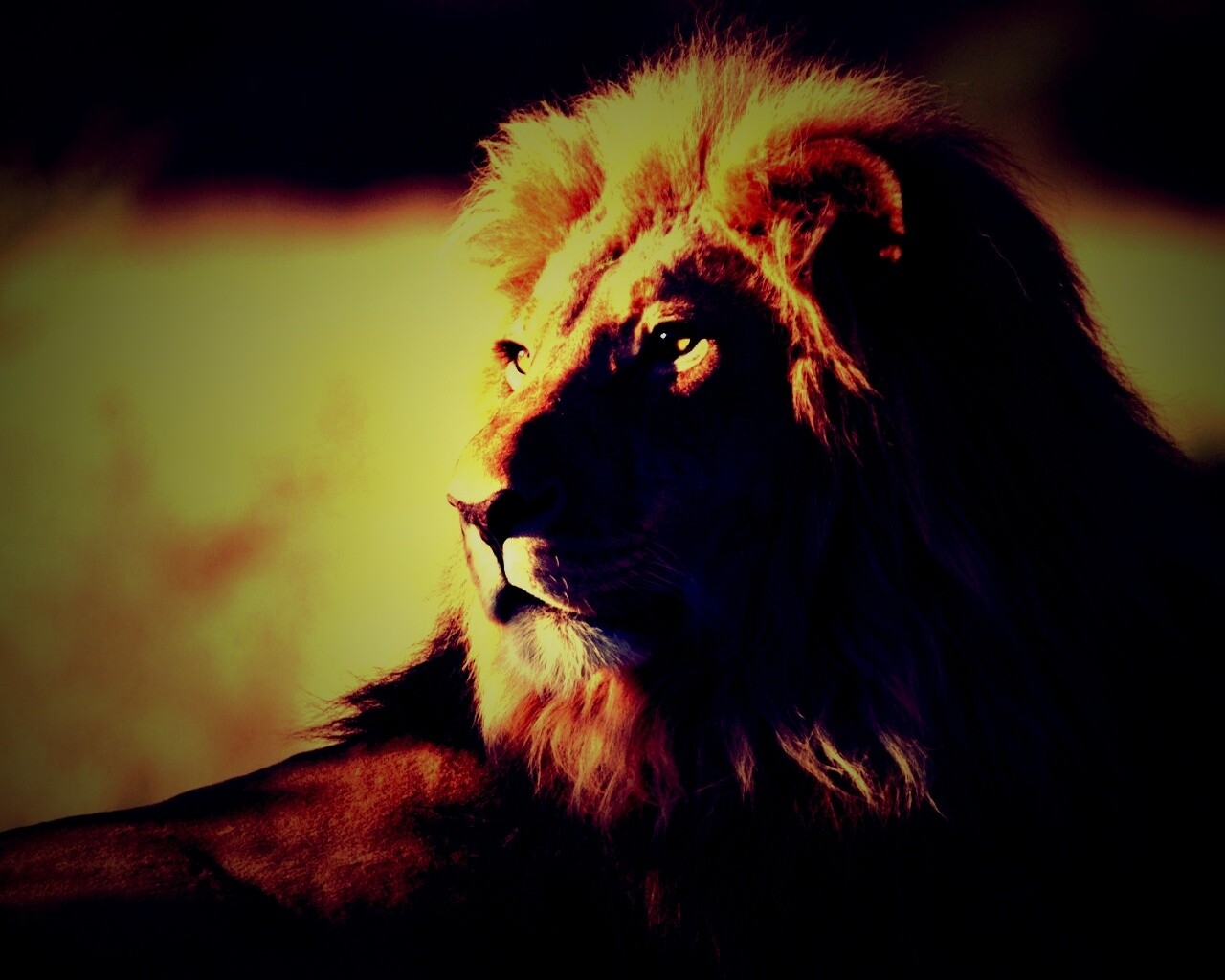 Царь зверей обои