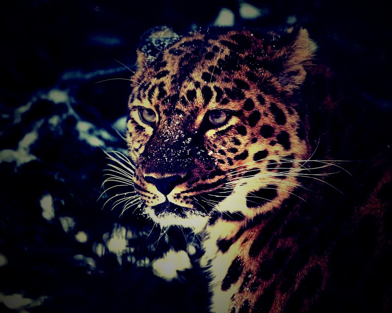 Леопард у заснеженной ели обои