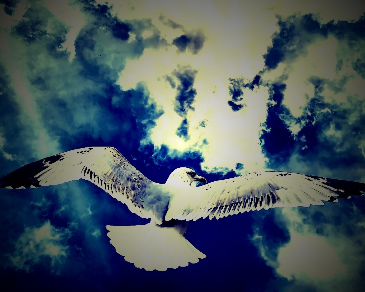 Гордая птица в полете обои