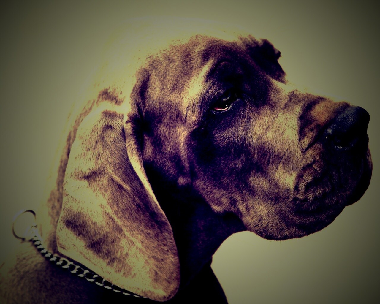 Грустная собака обои