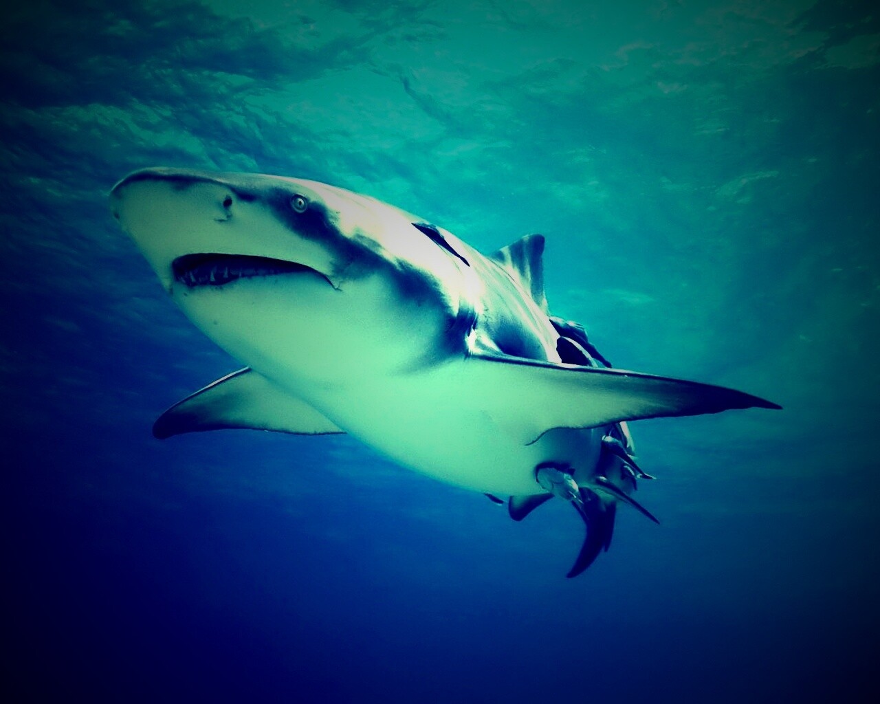 Красивая глубоководная акула обои