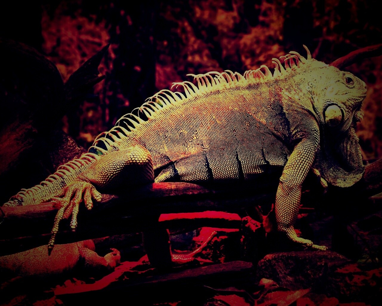 Большая игуана обои