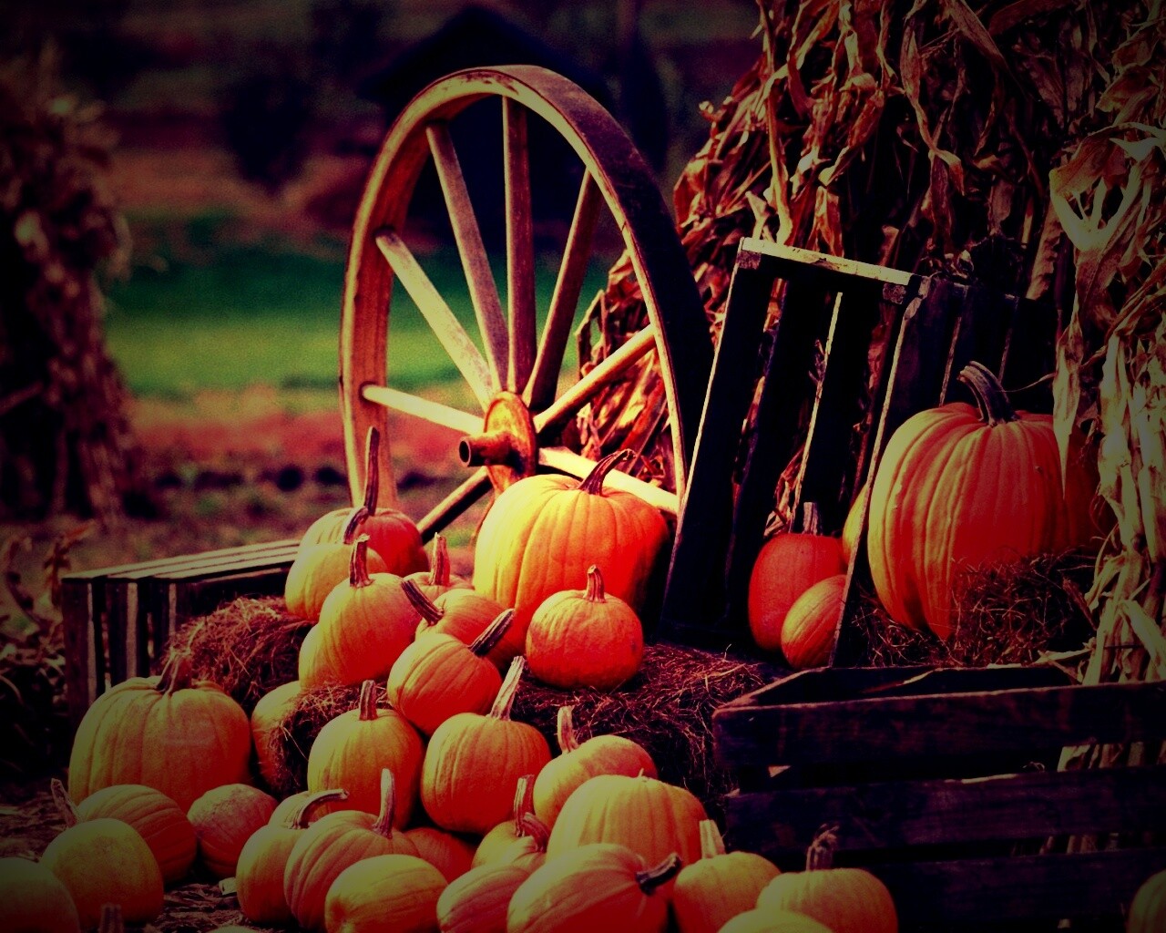 Урожай обои