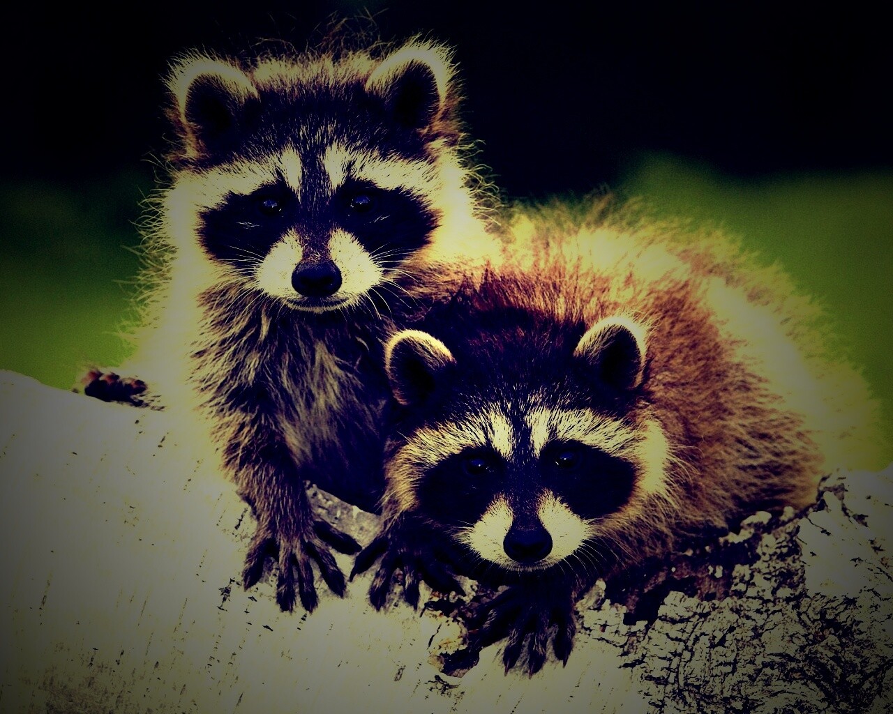 Полосатики обои