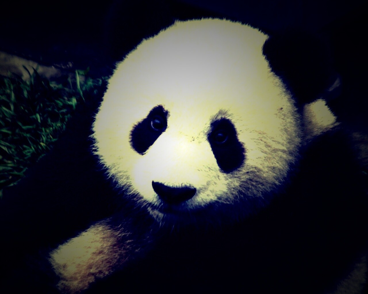 Взгляд.. обои