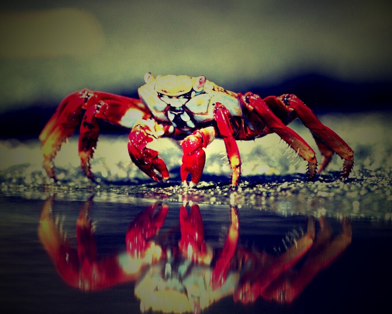 Краб обои
