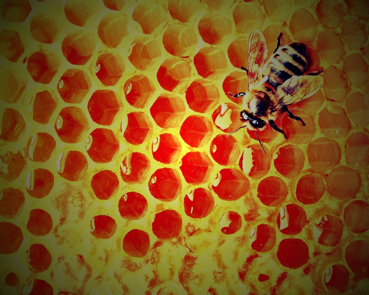 Пчела на сотах с медом обои
