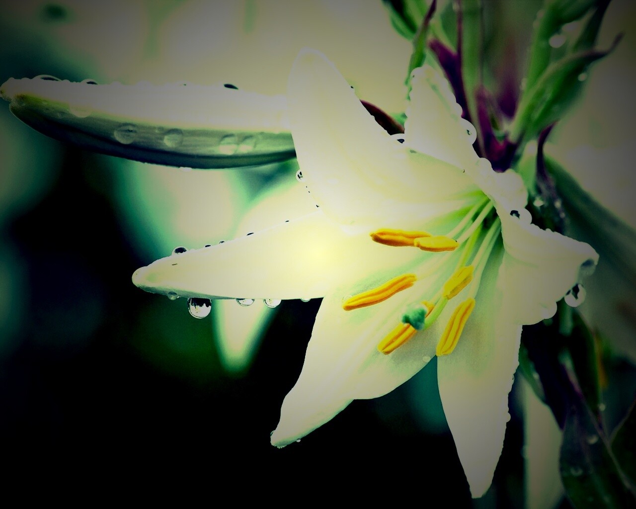 Белая лилия обои