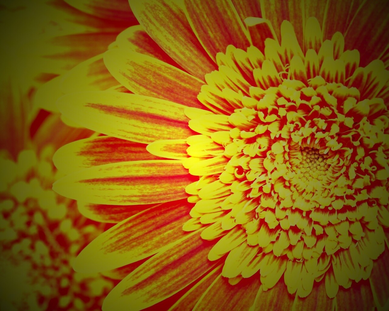 Большой оранжевый гербер обои