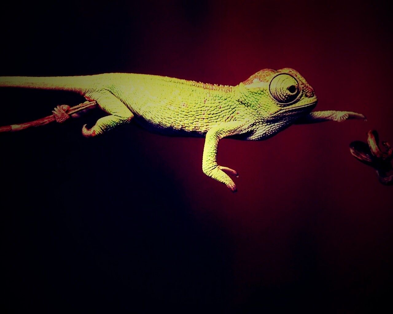 Ящерка тянется к ветке обои