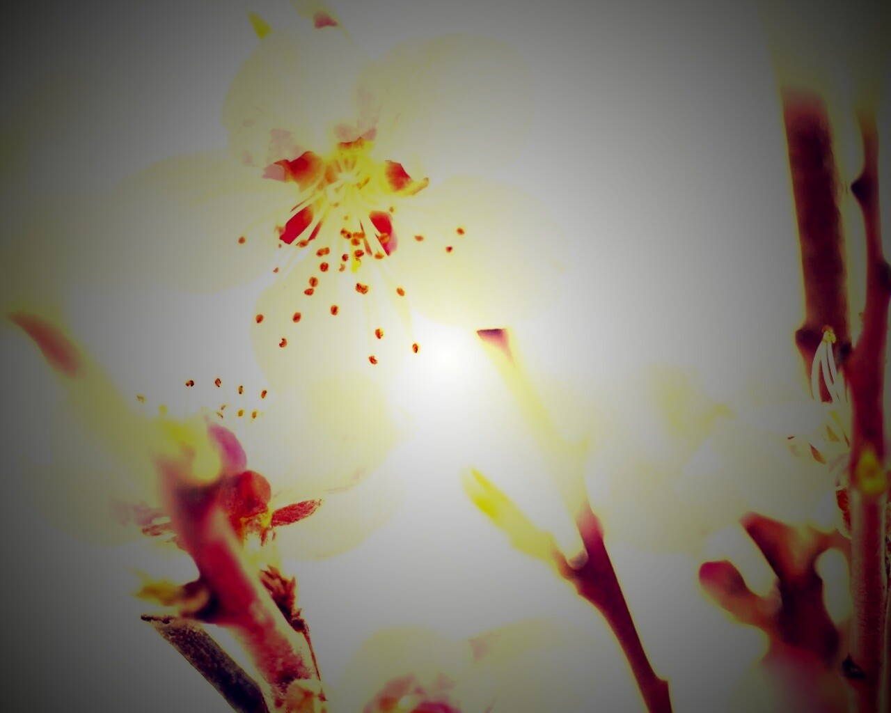 Нежные розовые цветы обои