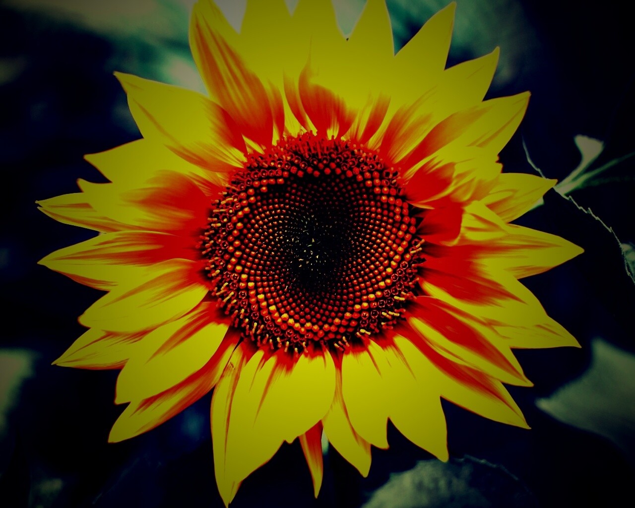 Подсолнух на поле обои