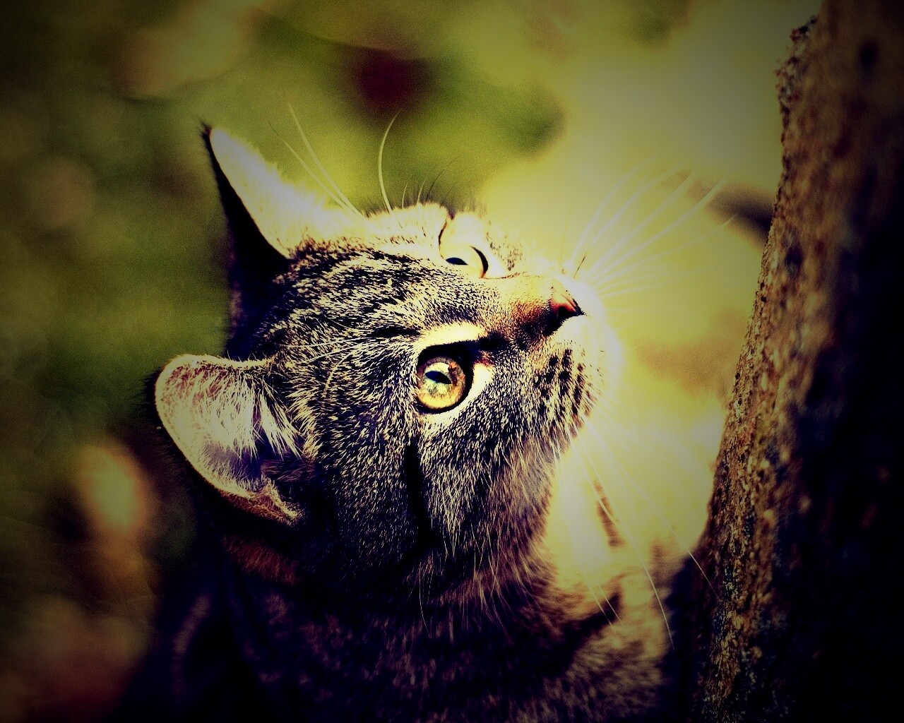 Кошак на дереве обои