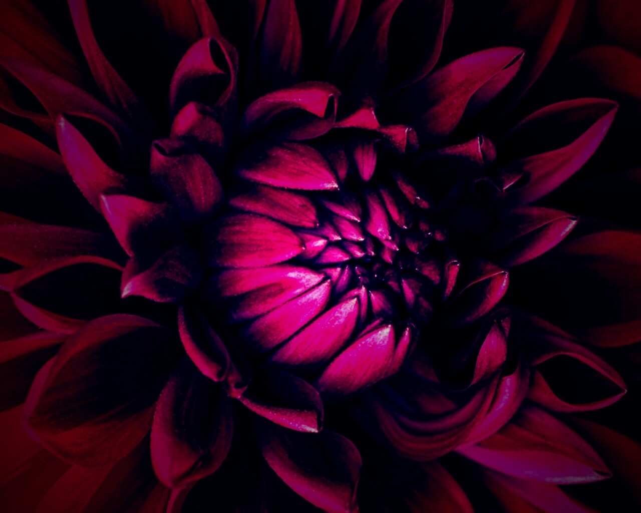 Цветок обои