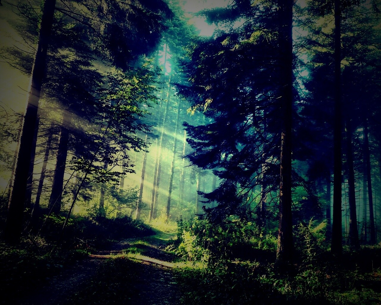 Тропа в лесу обои