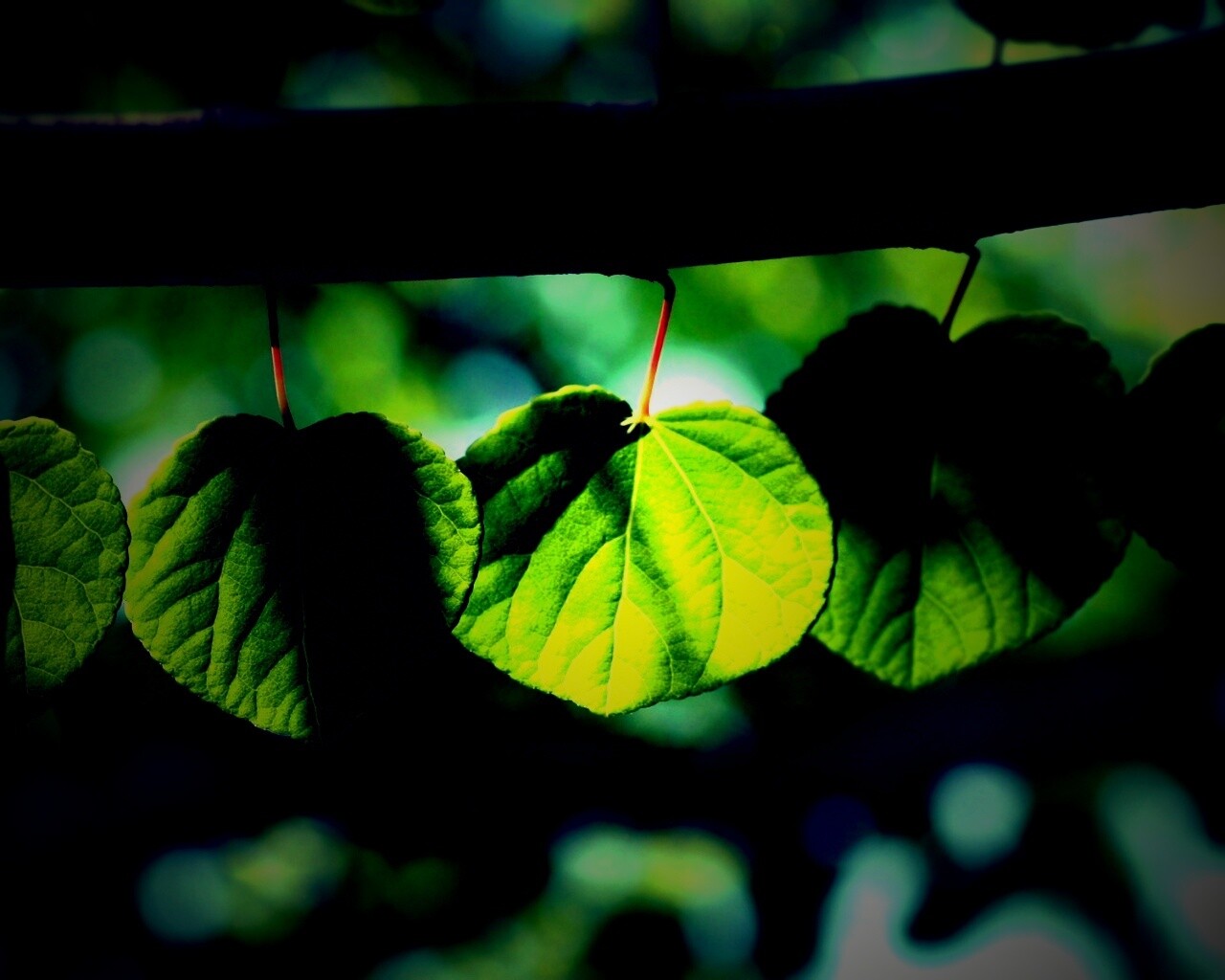 Ветка с зелеными листочками обои