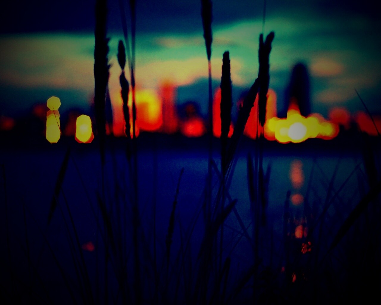 Камыш на фоне вечерних огней обои
