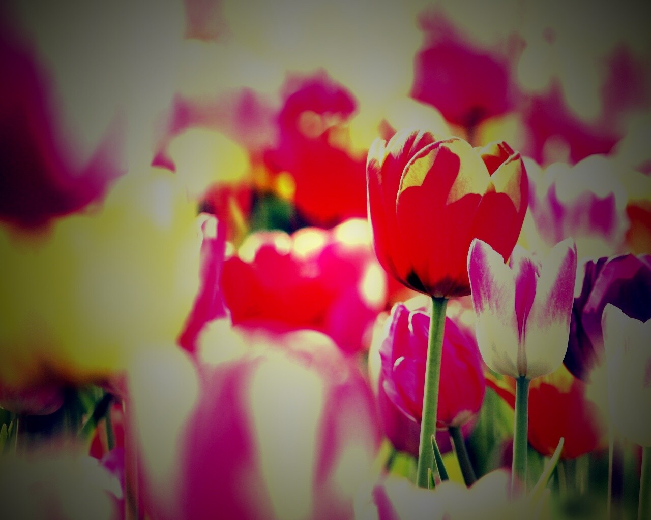 Красивые тюльпаны обои