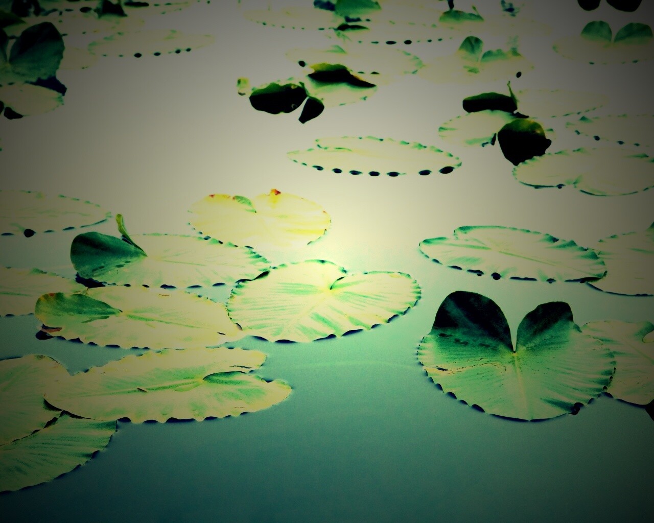 Плавающие листья обои