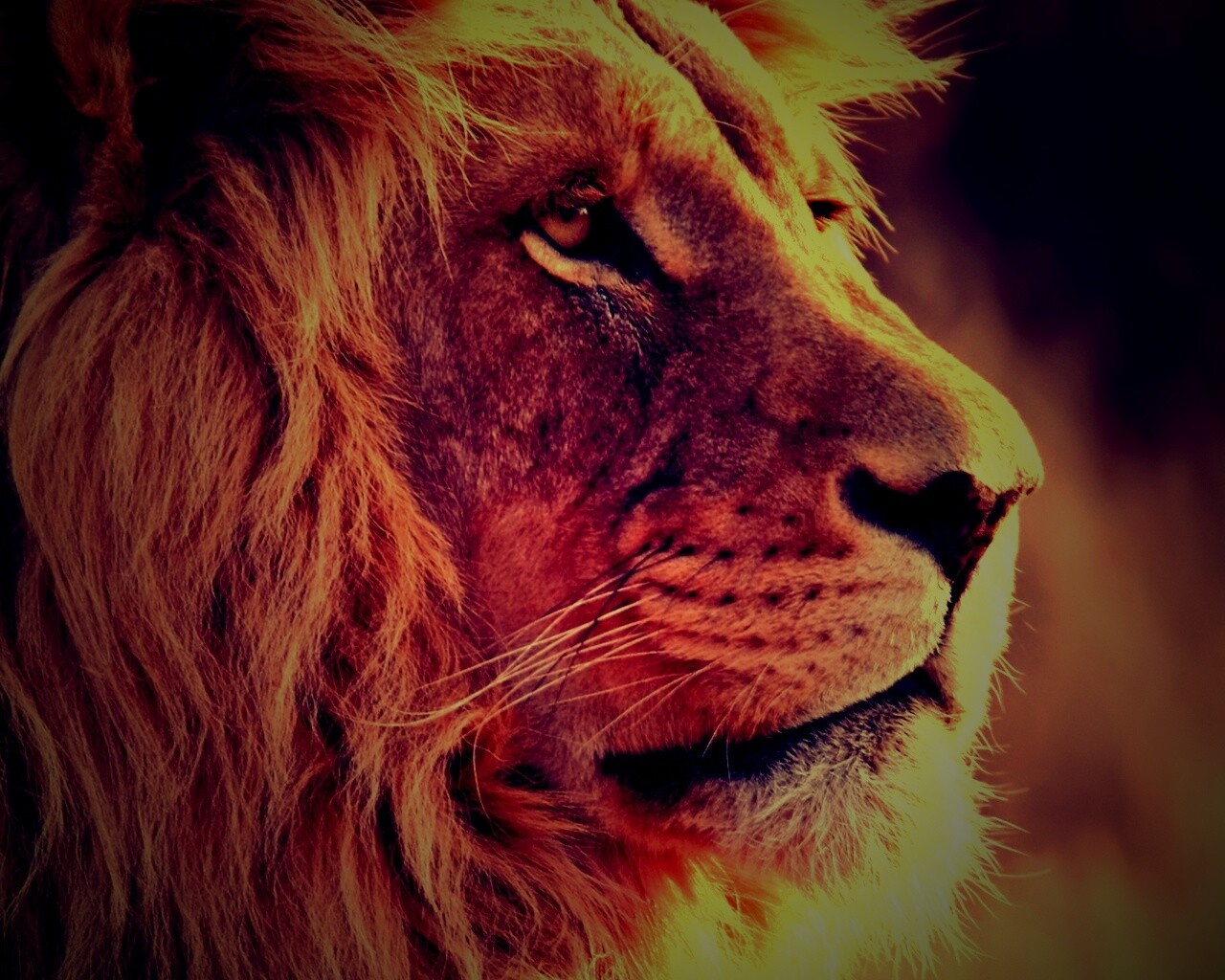 Лев обои