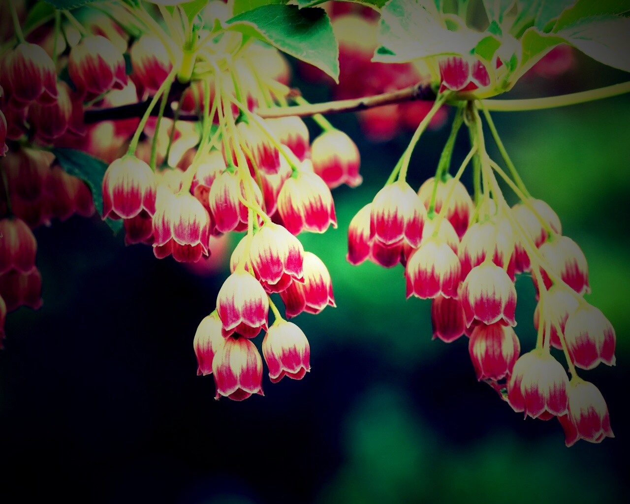 Красные колокольчики обои