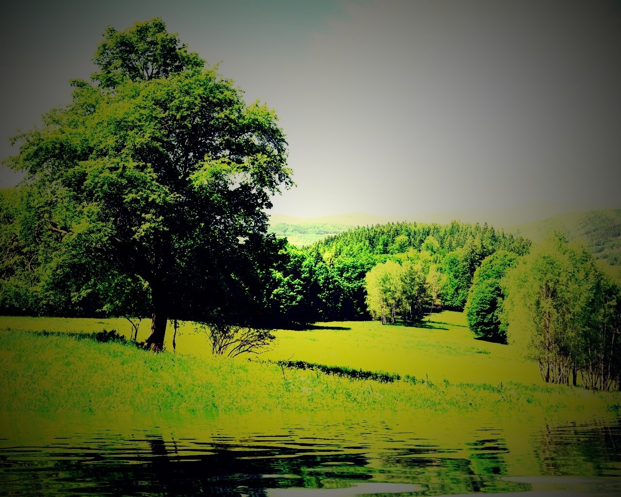 Дерево у воды обои