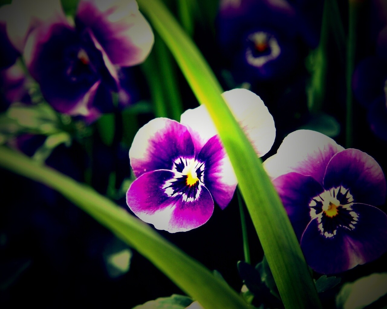 Анютины глазки обои