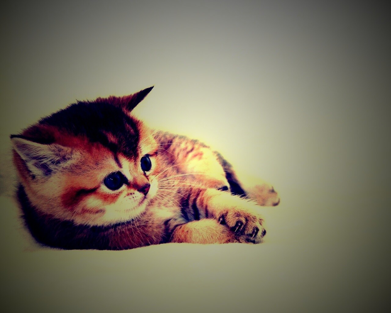 Пушистая киса обои