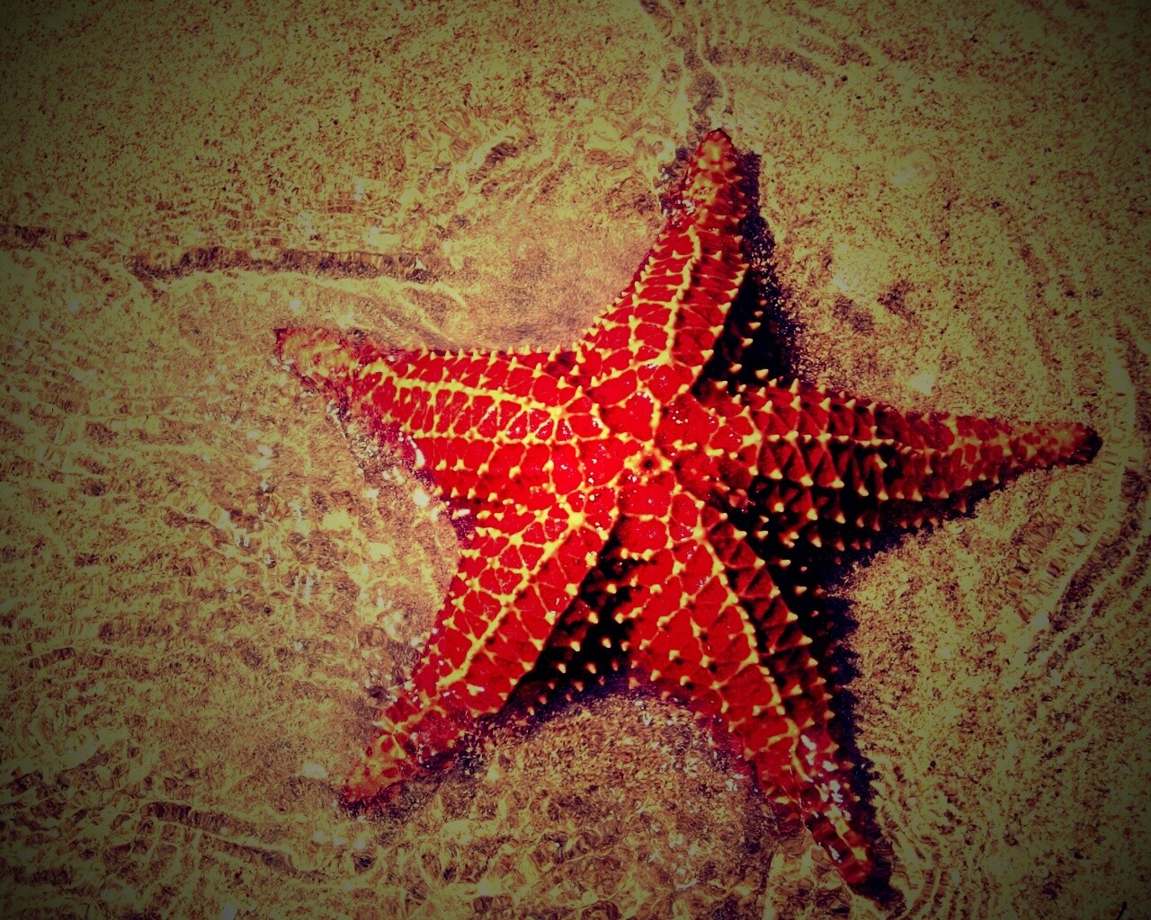 Морская звезда обои