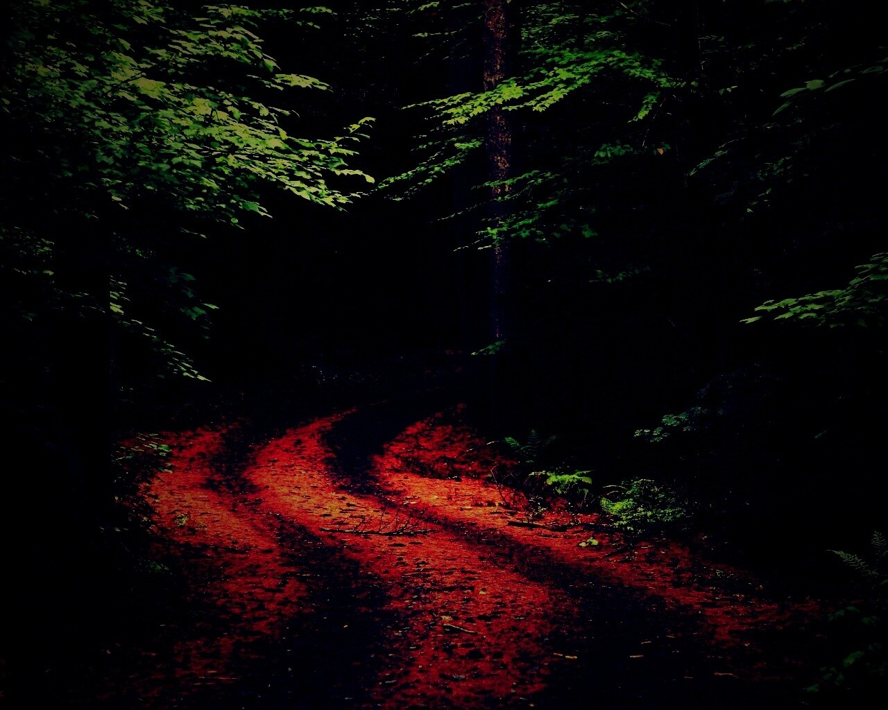 Лесная дорога обои