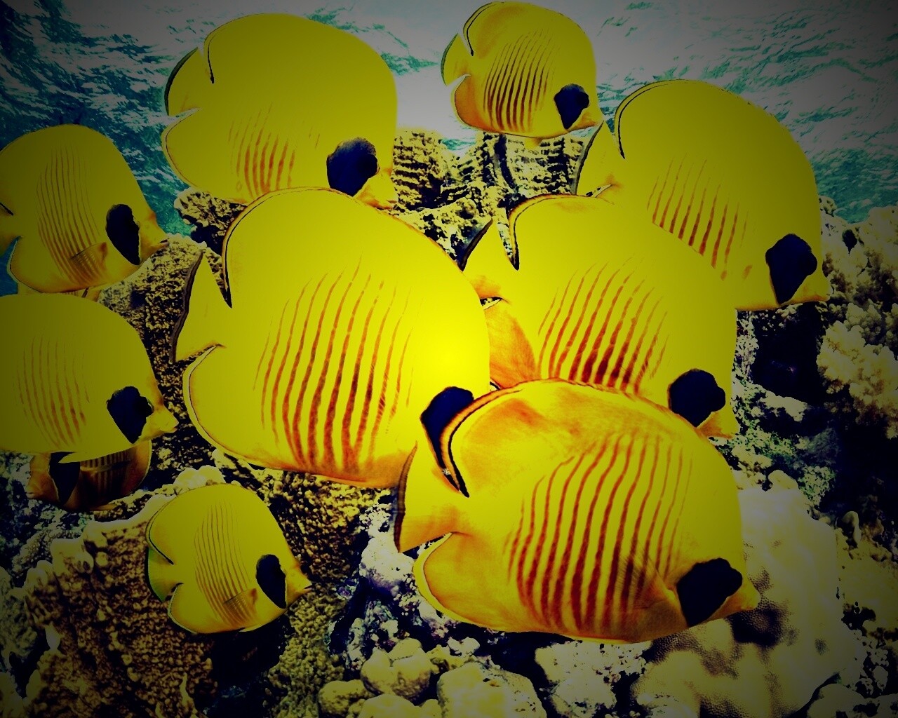 Желтые рыбки обои