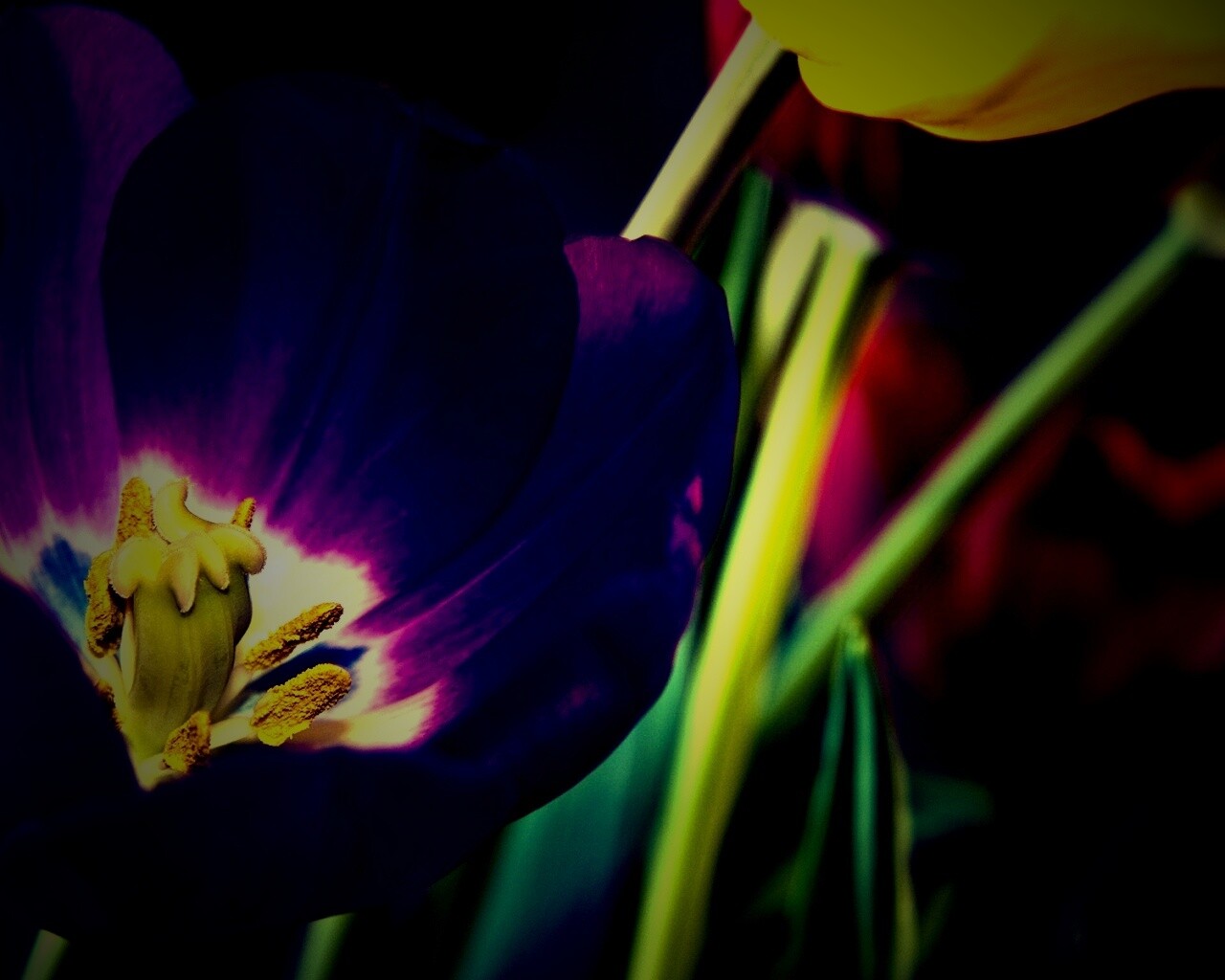 Фиолетовый цветочек обои