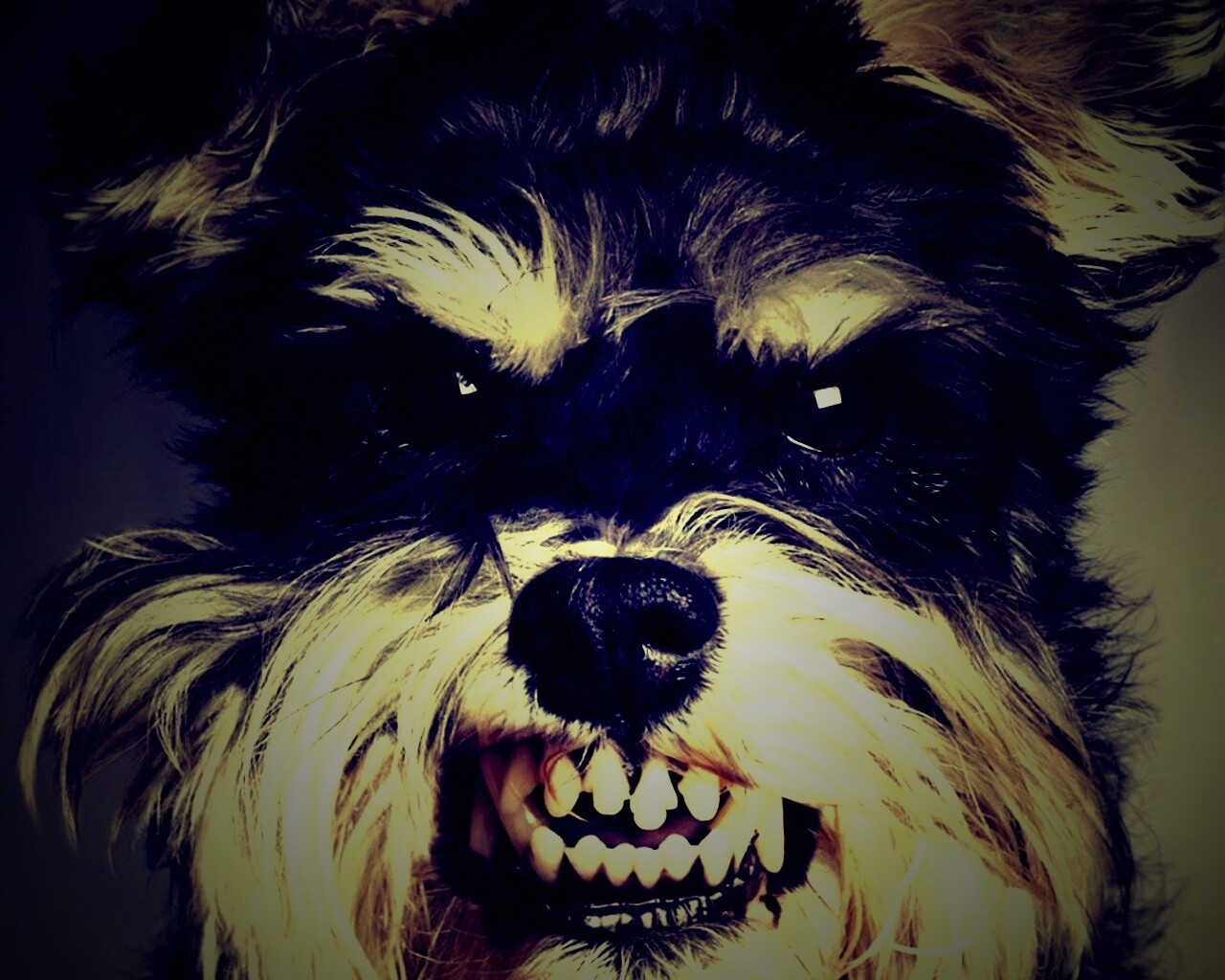 Терьер вне себя обои