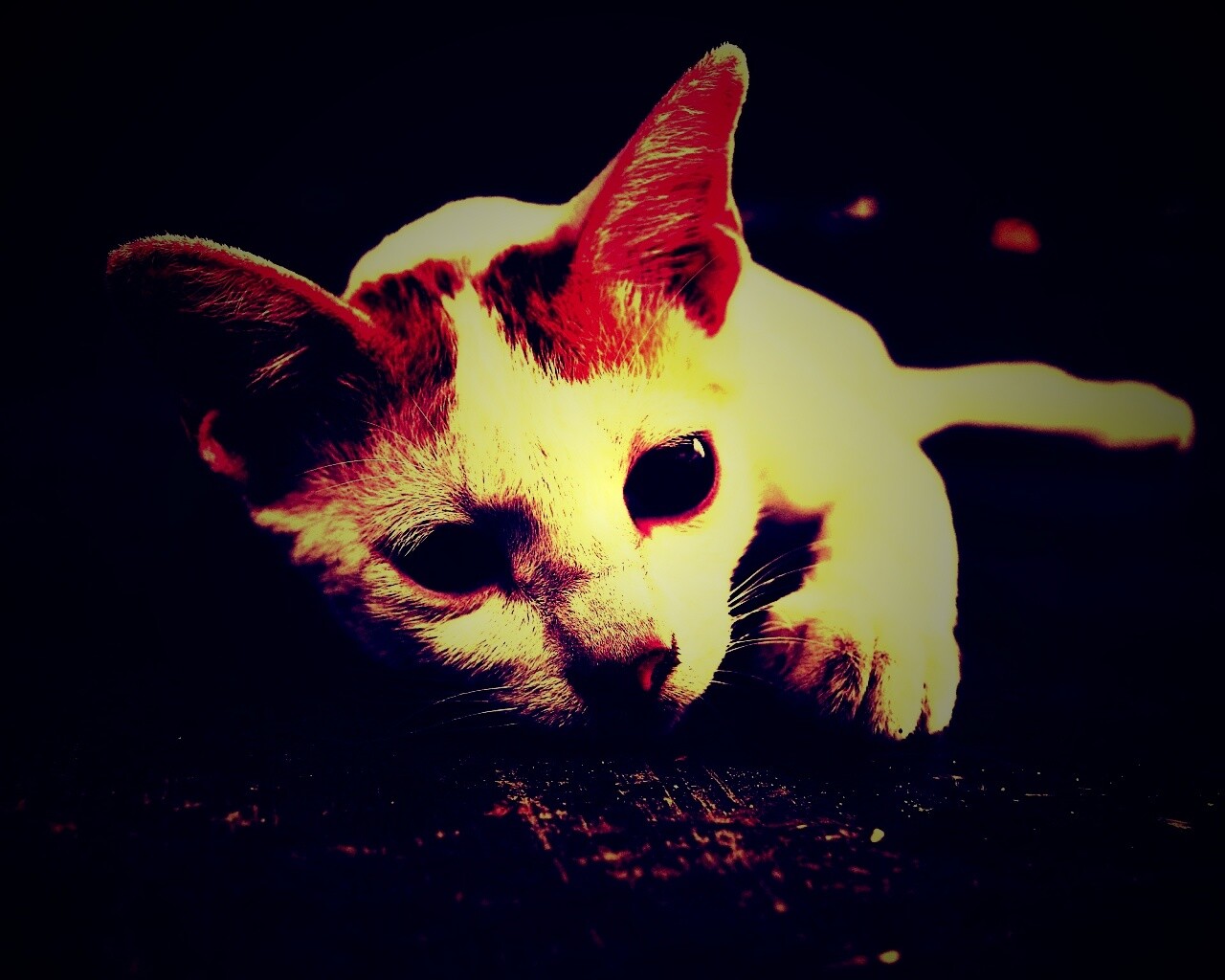 Белый кот на черном полу обои