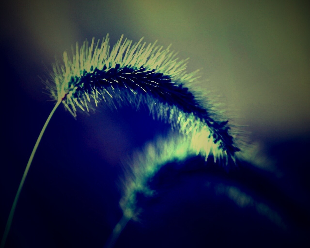 Травинка обои