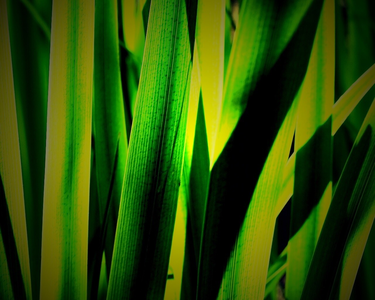 Стебли травы обои